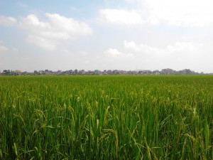 ricefields